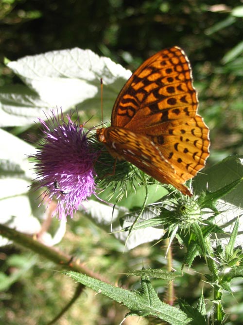 Butterfly On Thistle, Glenclyffe Loop, Hudson River Valley Greenway, Garrison, New York