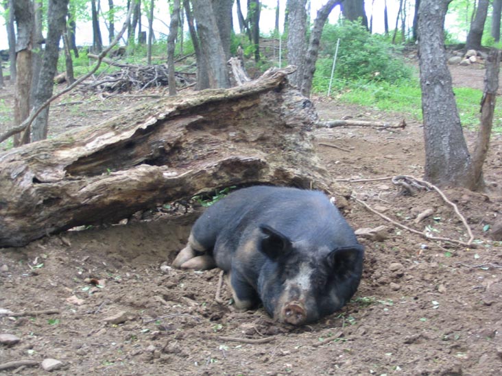 Pig, Stone Barns Center for Food and Agriculture, 630 Bedford Road, Pocantico Hills, New York