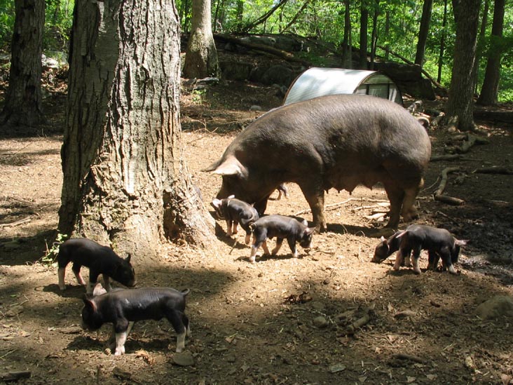Pigs, Stone Barns Center for Food and Agriculture, 630 Bedford Road, Pocantico Hills, New York