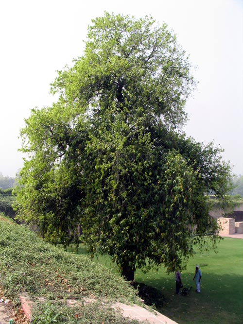 Ashoka Tree, Raj Ghat, New Delhi, India