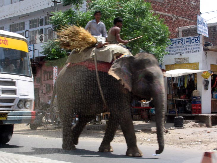 Elephant, Amer Road, Jaipur, Rajasthan, India