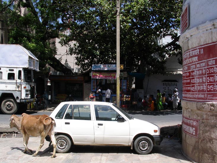 Cow, Eklingji, Rajasthan, India