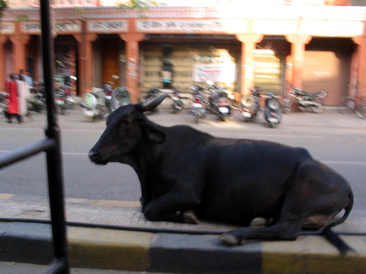 Cow, Old City, Jaipur, Rajasthan, India