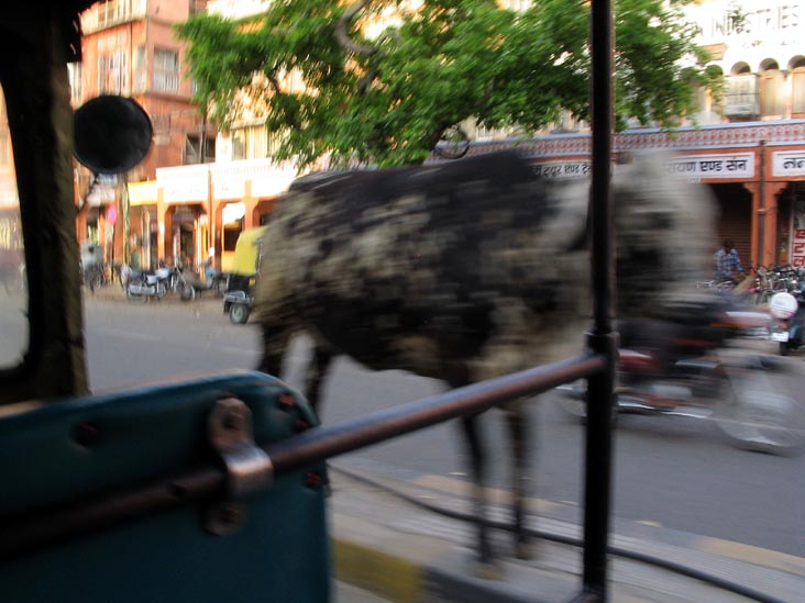 Cow, Old City, Jaipur, Rajasthan, India