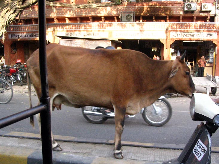 Cow, Autorickshaw Ride Through Jaipur, Rajasthan, India