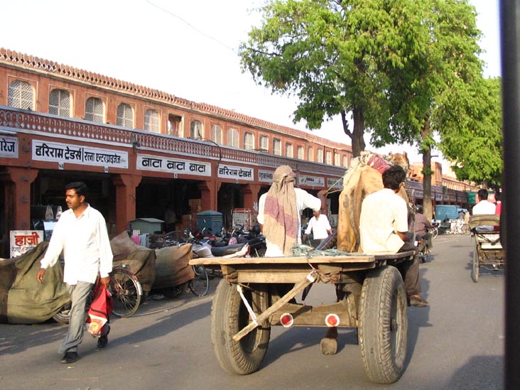 Camel, Autorickshaw Ride Through Jaipur, Rajasthan, India