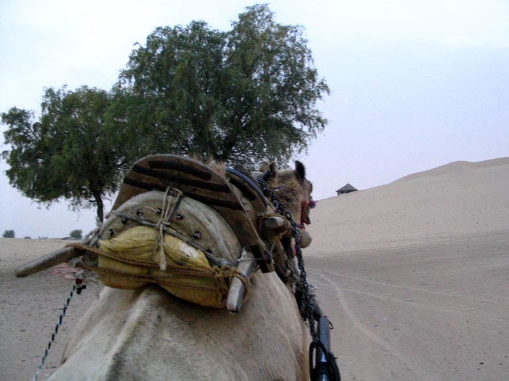 Camel Ride, Khimsar Dunes Village, Safari, Khimsar Fort, Khimsar, Rajasthan, India