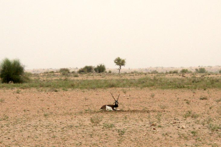 Black Buck, Safari, Khimsar Fort, Khimsar, Rajasthan, India