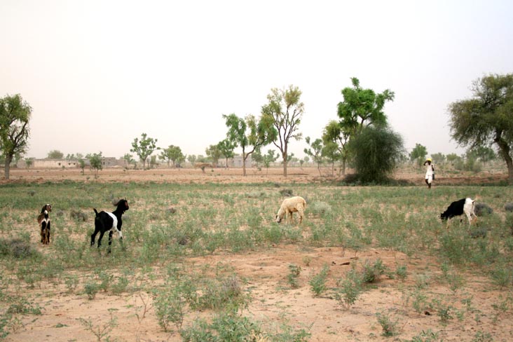 Sheep, Safari, Khimsar Fort, Khimsar, Rajasthan, India