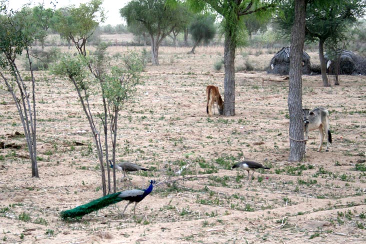 Peacocks, Safari, Khimsar Fort, Khimsar, Rajasthan, India