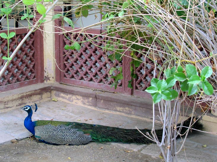 Peacock, Rohet Garh, Rajasthan, India