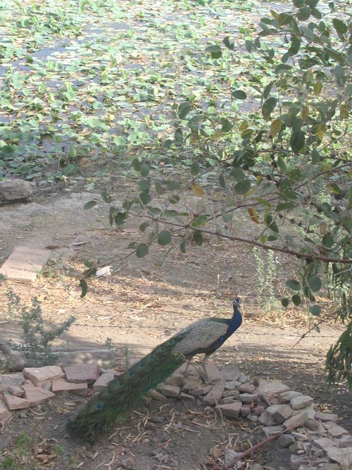 Peacock, Lake, Rohet Garh, Rajasthan, India