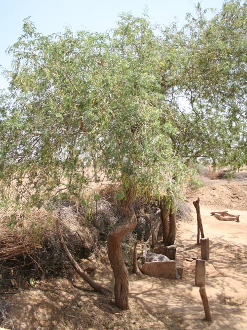 Ker Sangri (Desert Bean) Tree, Salawas, Rajasthan, India
