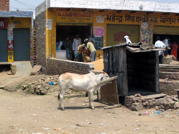 Cow, Agra-Fatehpur Sikri Road, Uttar Pradesh, India
