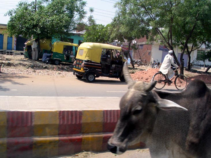 Cow, Fatehabad Road, Agra, Uttar Pradesh, India
