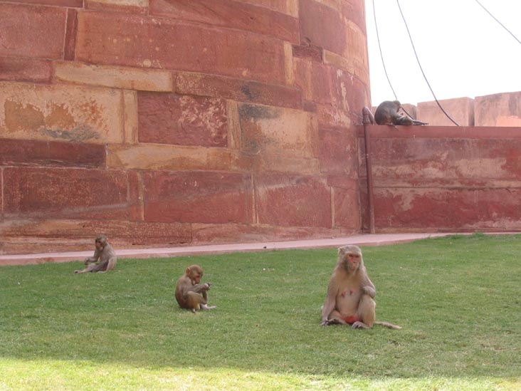 Monkeys, Agra Fort, Agra, Uttar Pradesh, India