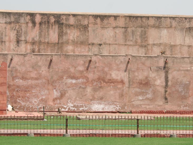 Monkeys, Agra Fort, Agra, Uttar Pradesh, India