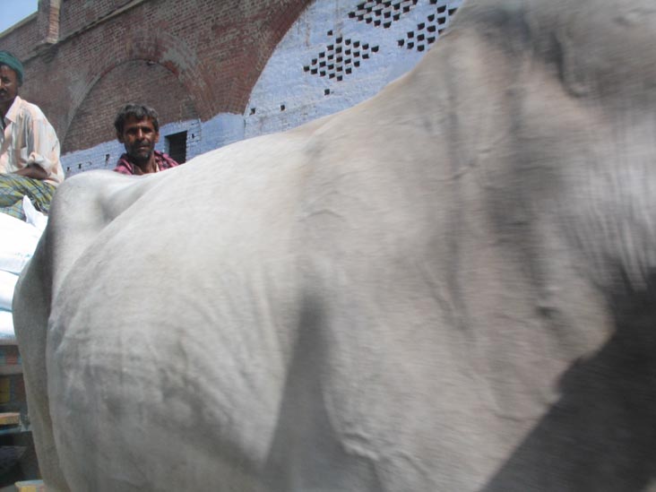 Cow, Strachey Bridge Approach, Agra, Uttar Pradesh, India
