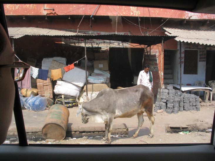 Cow, Strand Road, Agra, Uttar Pradesh, India
