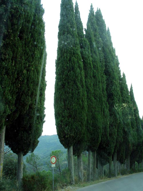 Cypress Trees, Chianti Countryside, Tuscany, Italy
