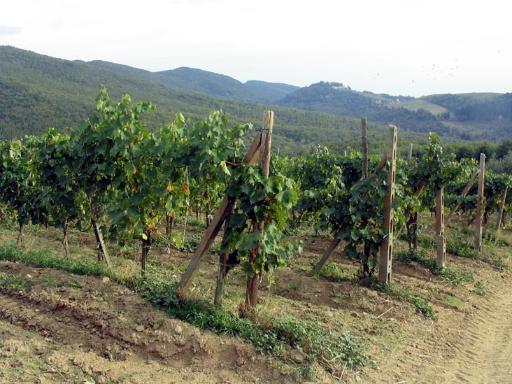 Vines, Batistini Farm (Fattoria Batistini), San Martino al Vento, Chianti, Italy