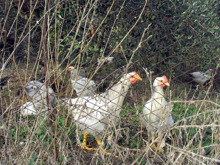 Chickens, Batistini Farm (Fattoria Batistini), San Martino al Vento, Chianti, Italy