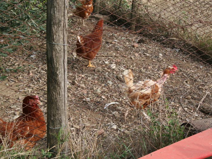 Chickens, Batistini Farm (Fattoria Batistini), San Martino al Vento, Chianti, Italy