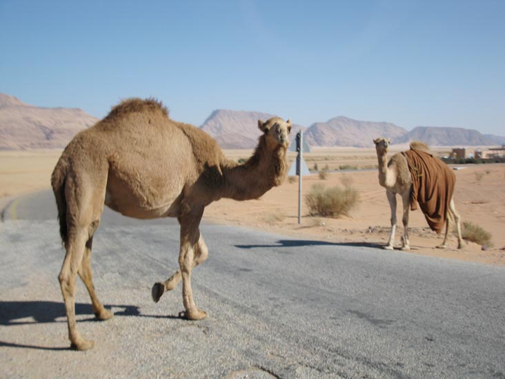 Camels Crossing Road Near Jabal Rum Camp, Wadi Rum, Jordan