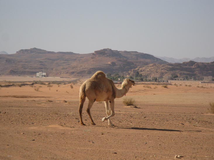 Camel Near Jabal Rum Camp, Wadi Rum, Jordan