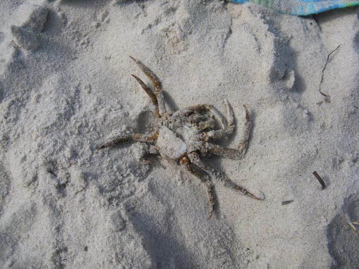 Crab From Passing Seagull, Jones Beach, Nassau County, Long Island, New York