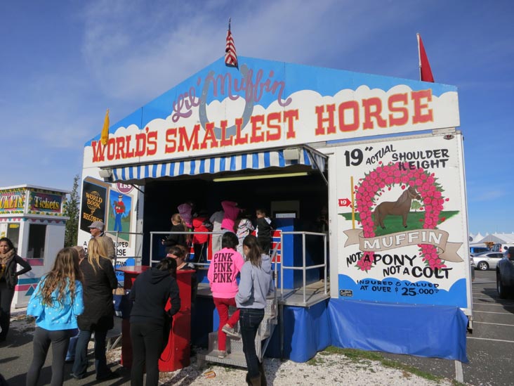 World's Smallest Horse, Oyster Festival, Oyster Bay, New York, October 13, 2012
