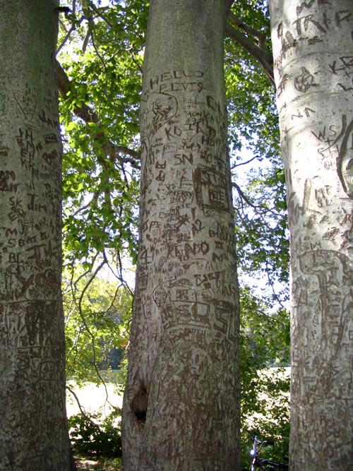 Beech Tree, Beech Tree Field, Caumsett State Historic Park, Lloyd Neck, Long Island, New York