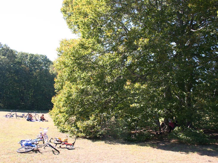 Beech Tree, Beech Tree Field, Caumsett State Historic Park, Lloyd Neck, Long Island, New York