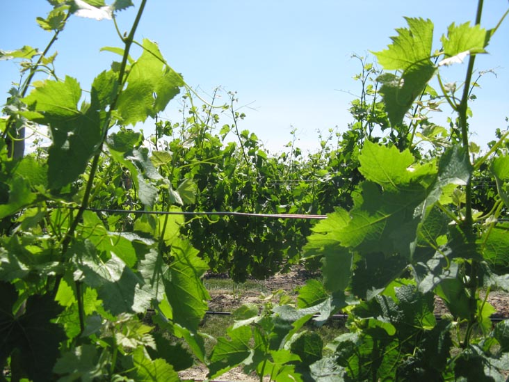 Vineyards, Croteaux Vineyards, 1450 South Harbor Road, Southold, New York, July 4, 2009