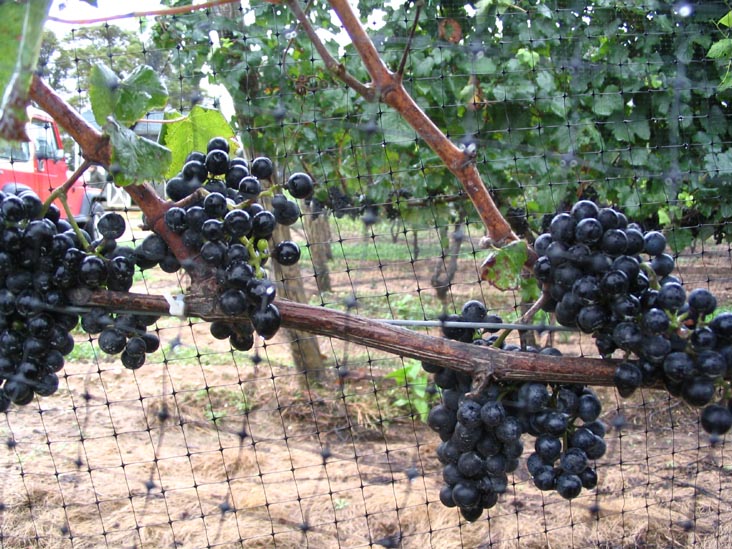 Cabernet Franc Grapes, Sherwood House Vineyards, 2600 Oregon Road, Mattituck, New York