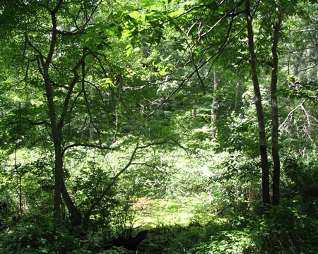 Trees, Mashomack Preserve, Shelter Island, New York