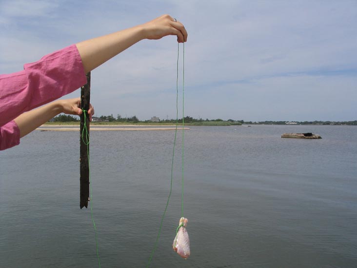 Crabbing at Mecox Beach, Long Island: The Bait