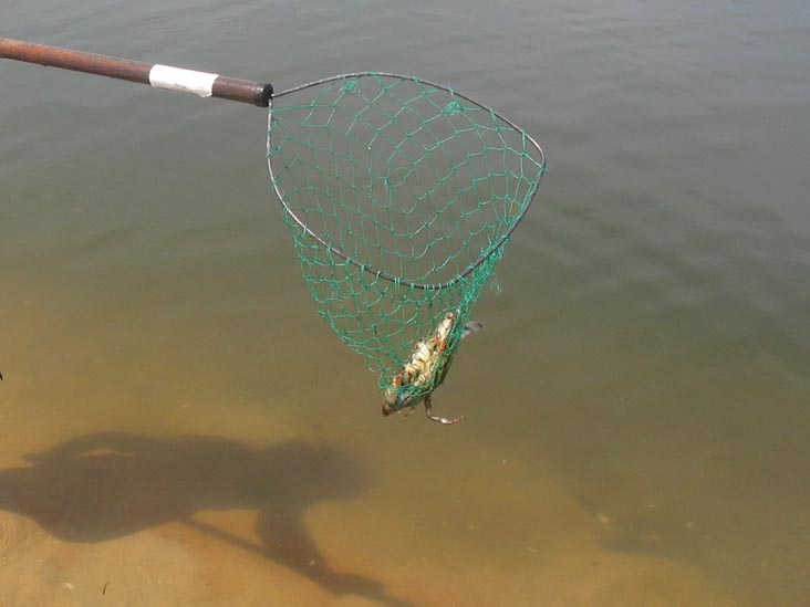 Crabbing at Mecox Beach, Long Island: The Catch