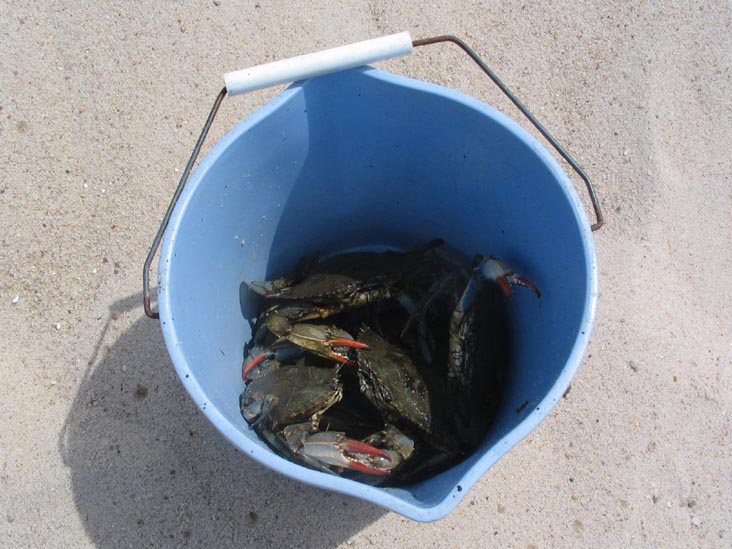 Crabbing at Mecox Beach, Long Island: The Haul