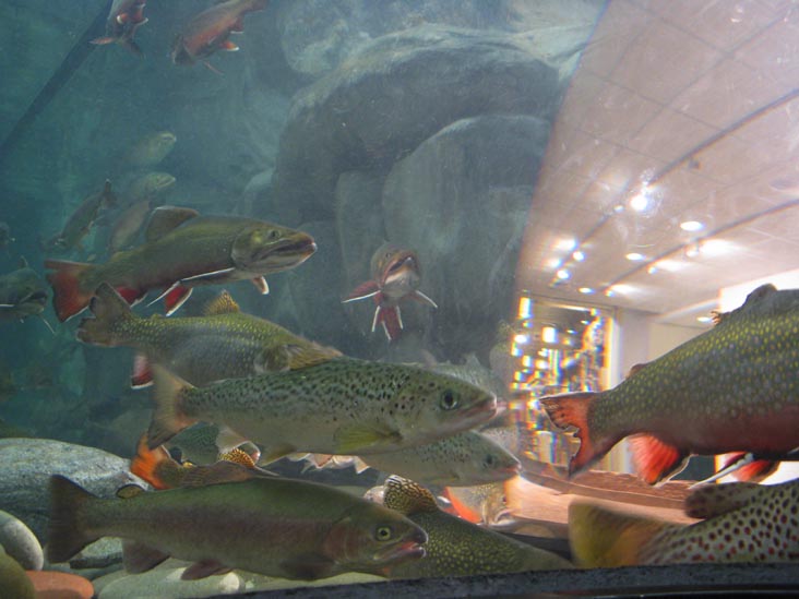 Fish Dome, Fish Tank, L.L. Bean Flagship Store, 95 Main Street, Freeport, Maine