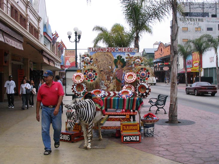 Zebra, Avenida Revolución, Tijuana, Baja California, Mexico