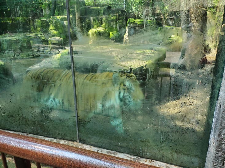 Tigres/Tigers, Chapultepec Zoo/Zoológico de Chapultepec, Bosque de Chapultepec, Mexico City/Ciudad de México, Mexico, August 12, 2021