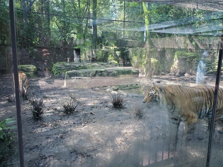 Tigres/Tigers, Chapultepec Zoo/Zoológico de Chapultepec, Bosque de Chapultepec, Mexico City/Ciudad de México, Mexico, August 12, 2021