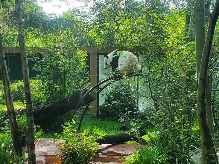 Giant Panda, Chapultepec Zoo/Zoológico de Chapultepec, Bosque de Chapultepec, Mexico City/Ciudad de México, Mexico, August 12, 2021