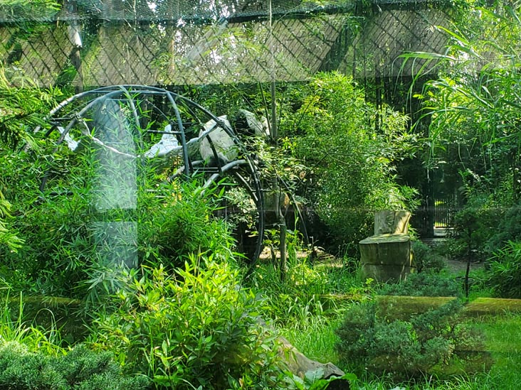Giant Panda, Chapultepec Zoo/Zoológico de Chapultepec, Bosque de Chapultepec, Mexico City/Ciudad de México, Mexico, August 12, 2021