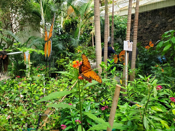 Mariposa Monarca/Monarch Butterfly, Mariposario, Chapultepec Zoo/Zoológico de Chapultepec, Bosque de Chapultepec, Mexico City/Ciudad de México, Mexico, August 12, 2021