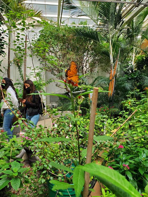 Mariposa Monarca/Monarch Butterfly, Mariposario, Chapultepec Zoo/Zoológico de Chapultepec, Bosque de Chapultepec, Mexico City/Ciudad de México, Mexico, August 12, 2021