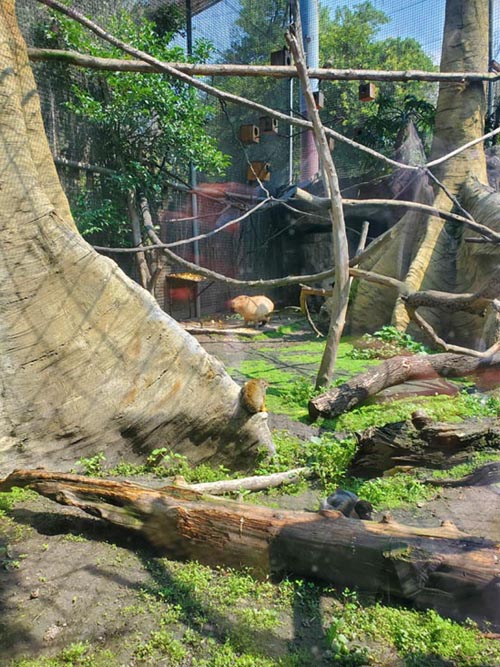Capibara/Capybara, Chapultepec Zoo/Zoológico de Chapultepec, Bosque de Chapultepec, Mexico City/Ciudad de México, Mexico, August 12, 2021