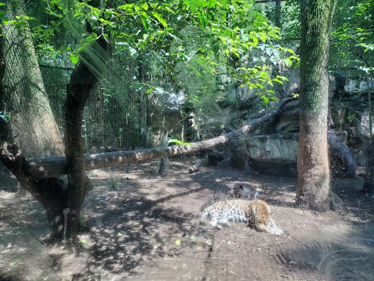 Chapultepec Zoo/Zoológico de Chapultepec, Bosque de Chapultepec, Mexico City/Ciudad de México, Mexico, August 12, 2021