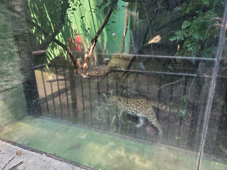 Tigrillo/Oncilla, Chapultepec Zoo/Zoológico de Chapultepec, Bosque de Chapultepec, Mexico City/Ciudad de México, Mexico, August 12, 2021